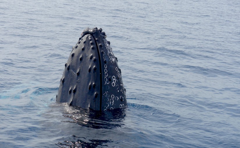 San Jose del Cabo, Humpback Whales