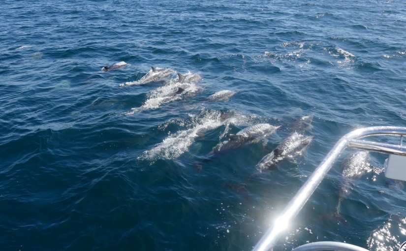 Dolphins (hundreds of them) off Isla San Marcos, BCS