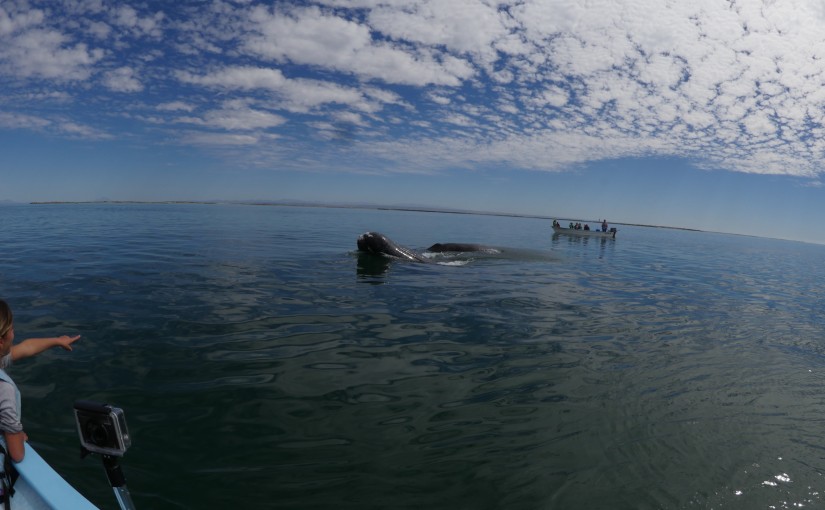 Ballena/San Ignacio