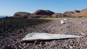 Bahia de las Animas