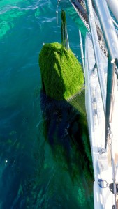 Cala Mujeres/Bahia San Francisquito - wish it was an edible green!