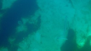 Caleta Mujeres/Bahia San Francisquito - anchor in 23' and rays shuffling about