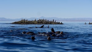 Isla Salsipuedes