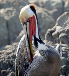 Isla Salsipuedes