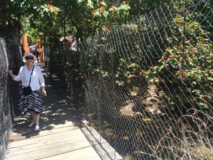 Downtown PV - suspension bridge with death just a moment away.