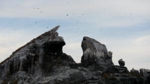 Magnificent Frigatebirds, Brown Boobies, Masked Boobies, Blue Footed Boobies, (so many boobies!), various Terns and Northern Gannets. We had both sets of binocs and our Peterson Guide working.