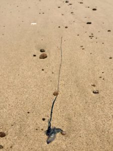 Portuguese Man of War - Small "Blue bottles" - washed onto the beach with the incoming tide.