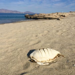 Turtle carcass. Eighty-four dead turtles in two weeks, Banderas Bay one drifted by the boat, we almost hit it paddling weakly, nothing to do under sail and miles from shore Diana thought he seemed to want to follow another buried in the sand at Bahia de Los Angeles they died of natural causes eating the wrong kind of jellyfish