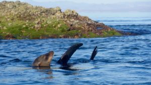 Between Isla Las Animas and Isla Salsipuedes