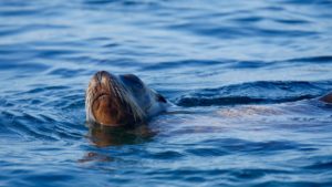 Between Isla Las Animas and Isla Salsipuedes