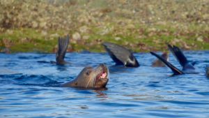 Sea Lion colony between Isla Las Animas and Isla Salsipuedes!