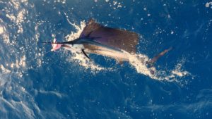 Stunning Sailfish (released).