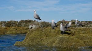 Kayak shoreline exploration Heermann's Gulls