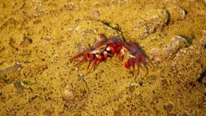 Love these guys - Mature Sally Lightfoot crabs.