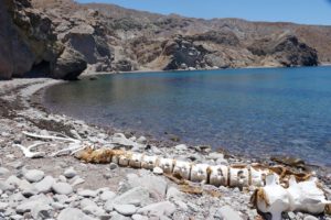 Whale bones 