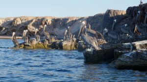 A pelican colony right near our anchorage (smell it?!)