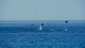 The antics of the Mobula Rays!