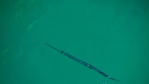 This needlefish hung out right by Allora's stern even after we jumped in to swim ALL day! 