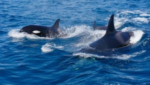 ORCAS!!!! (5, including two babies!)