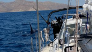 This fin belonged to the largest killer whale - we estimated around 30', as he spanned almost half our sailboat!