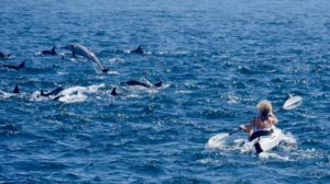 Santa Rosalia to Isla San Marcos (estimated 800 dolphins in this pod!)