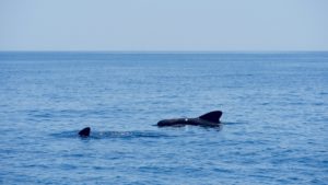 Short Finned Pilot Whales (about 12 of them in the group)