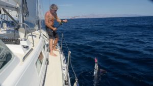 That pink lure gets the job done. Marcus has released all Marlin since that first one.