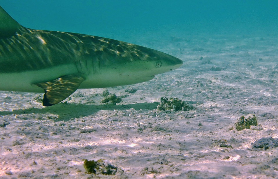 RS Blacktips cruising the shallows