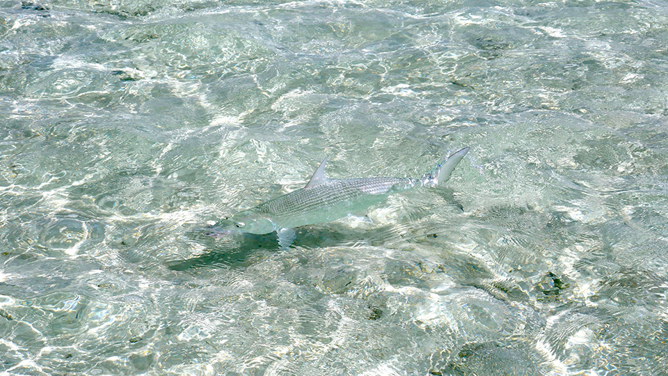 RS Camouflaged Bonefish Toau Tuamotus Eastern anchorage