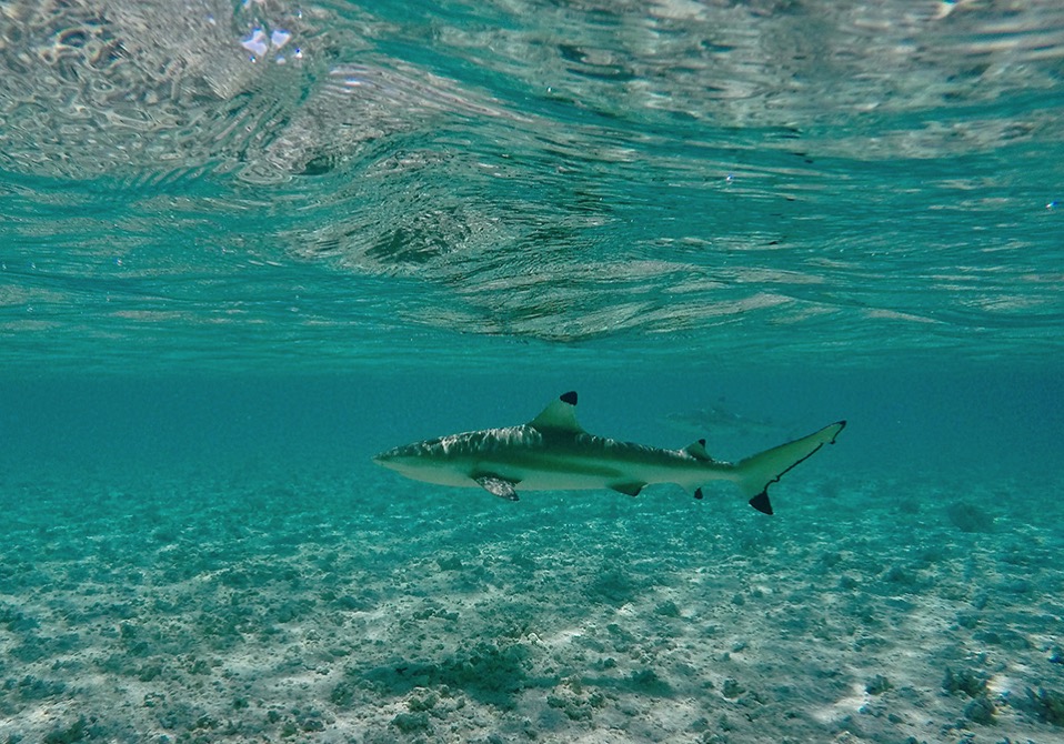 RS Raroia Tuamotus East side of atoll