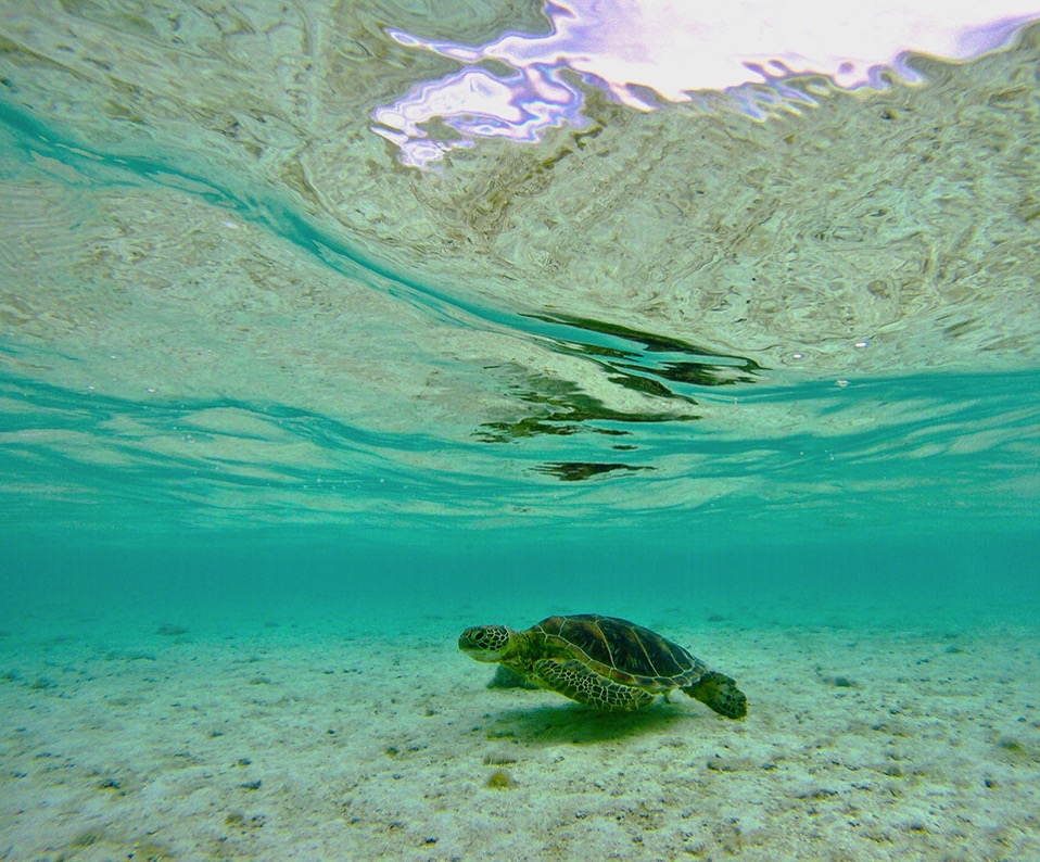 RS This turtle came right up to Marcus feet as he was fishing and later to me while snorkeling