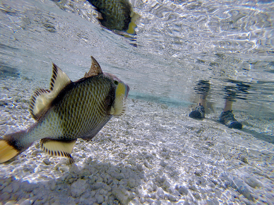 RS Titan Triggerfish are rare view of a very frenetic fish