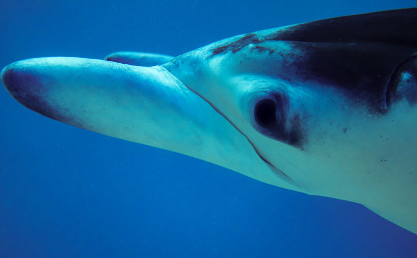 Manta LOVE in Tikehau, Tuamotus