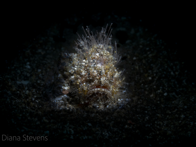 Juvenile Hairy Frogfish