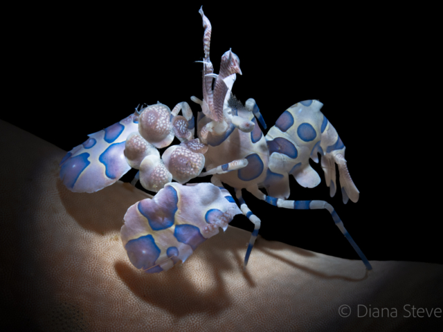 Harlequin Shrimp