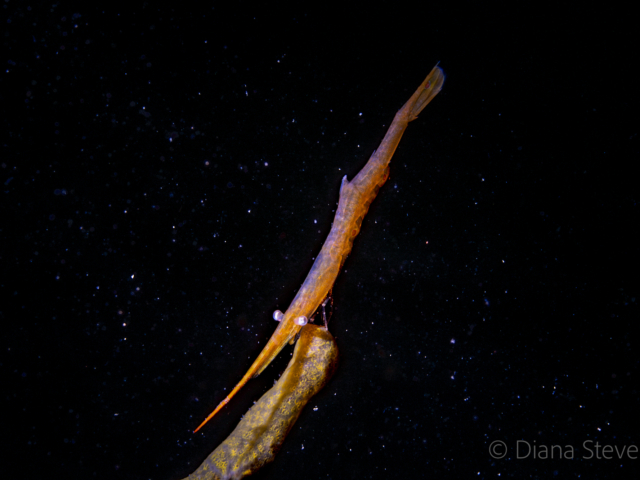Ocellate Tozeuma Shrimp