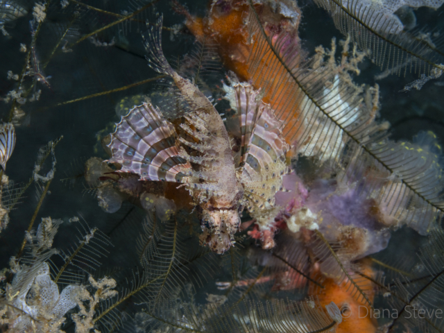 Juvenile Shortfin Lionfish