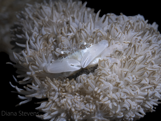 Xenia Swimming Crab