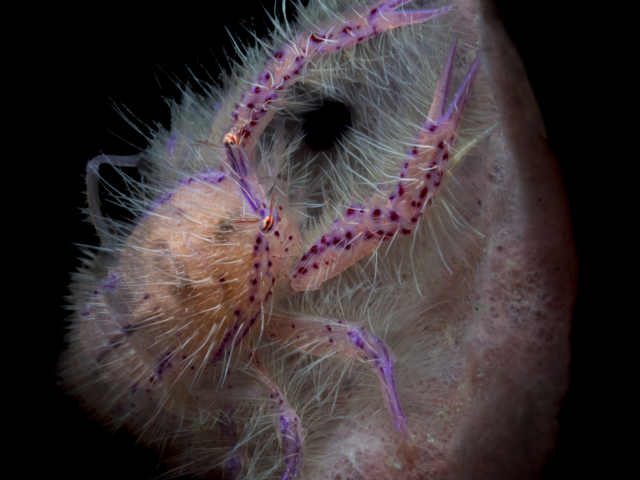 Hairy Squat Lobster