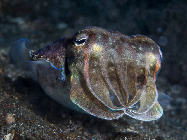 Needle Cuttlefish