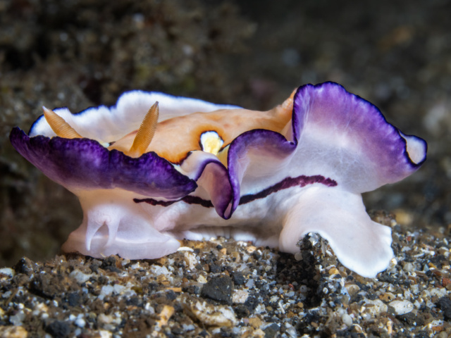 Marilyn Monroe Nudibranch