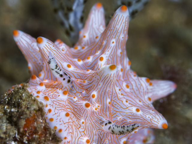Batangas Nudibranch