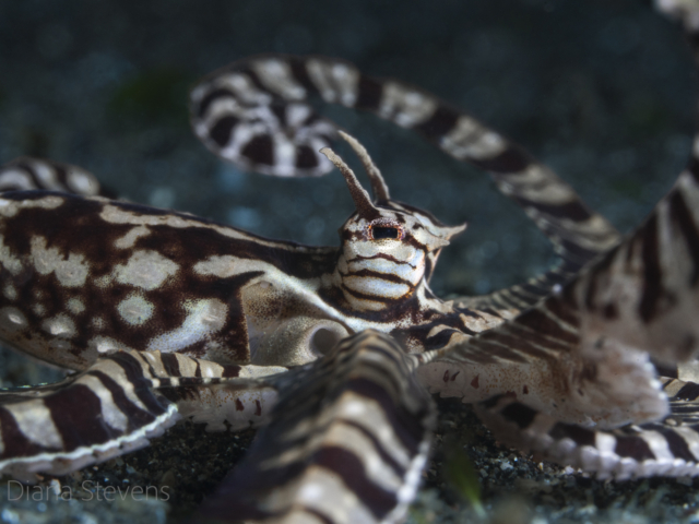 Mimic Octopus