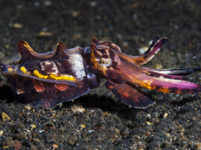 Flamboyant Cuttlefish