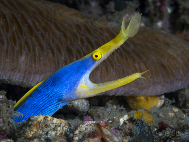 Blue Ribbon Eel