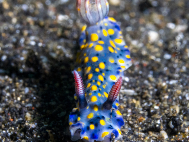 Kanga Nudibranch