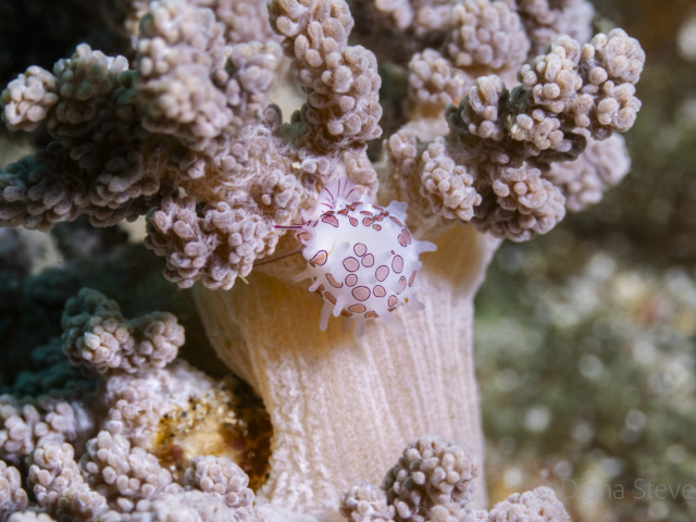 Soft Coral Cowrie