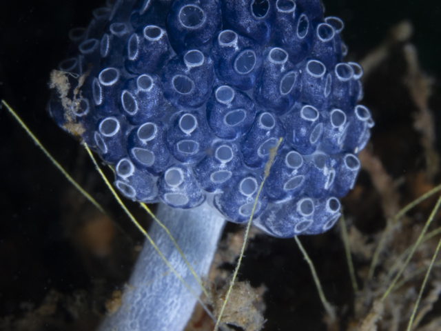 Stalked Tunicate