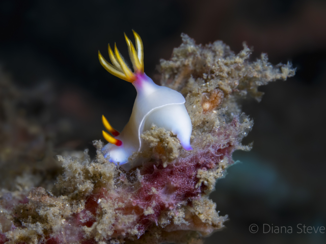 Bullock&#039;s Nudibranch