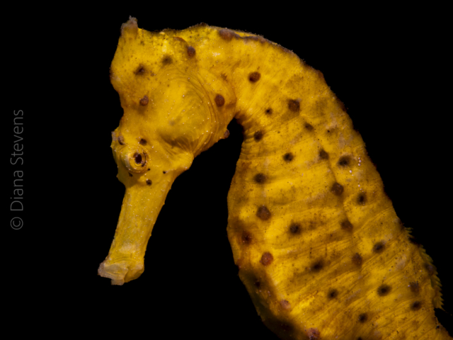 Yellow Common Seahorse